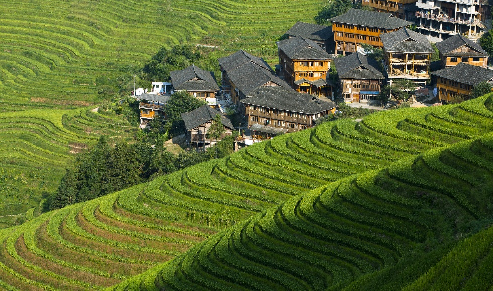 桂林龙胜村梯田上_副本